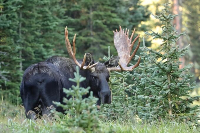 Half-Day RMNP Mountains to Sky Tour-RMNPhotographer - Explore Rocky Mountain National Park