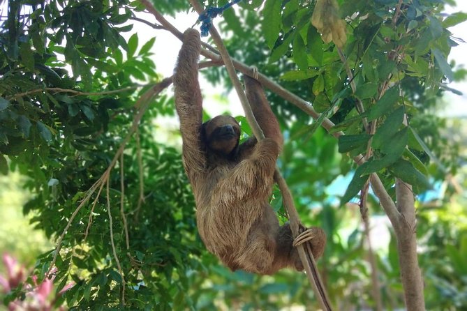 Half Day Roatan Sightseeing and Jungle Island Tour - Tour Overview