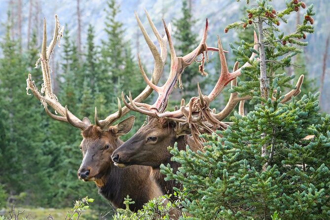 Half-Day Rocky Mountain National Park Lake and Meadows Tour - Guest Reviews
