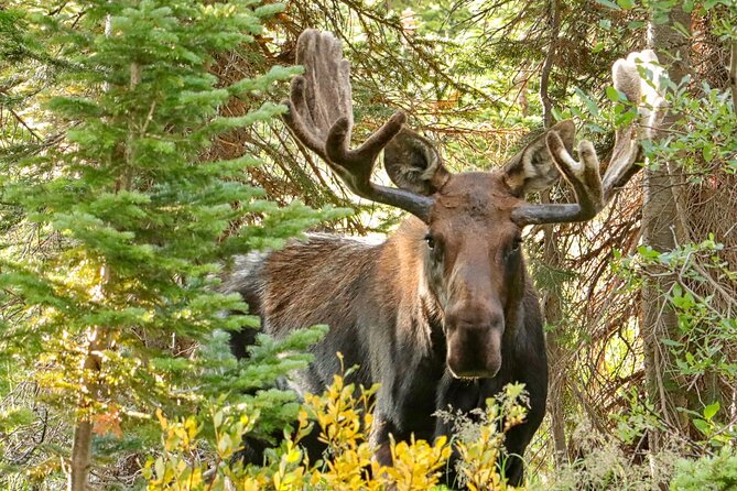 Half-Day Rocky Mountain National Park Mountains to Sky Tour - RMNPhotographer - Guide Insights