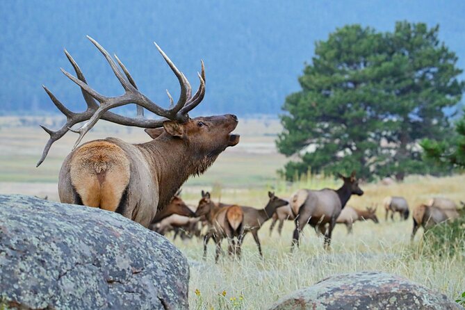 Half-Day Rocky Mountain National Park Mountains to Sky Tour - RMNPhotographer - Scenic Photography