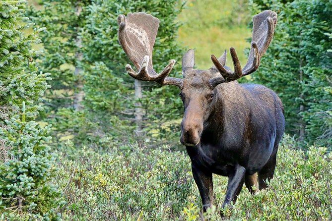 Half-Day Rocky Mountain National Park Mountains to Sky Tour - RMNPhotographer - Top-Rated Guides