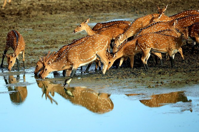 Half Day Safari at Yala National Park From Yala / Tissamaharama - Inclusions and Logistics