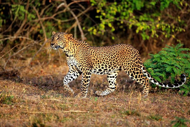 Half Day Safari at Yala National Park With Lunch - Good To Know
