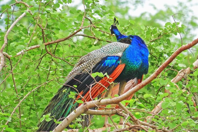 Half Day Safari at Yala National Park With Lunch - Wildlife Spotting