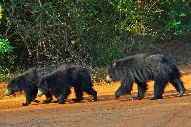 Half Day Safari at Yala National Park With Lunch - Included Amenities