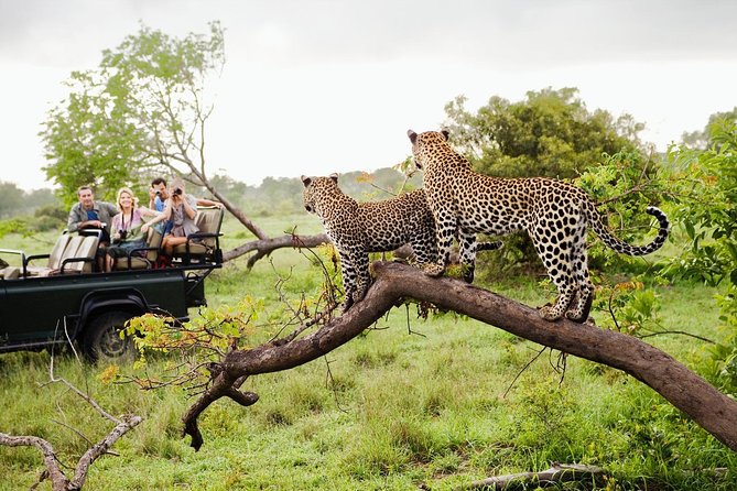 Half Day Safari at Yala National Park With Lunch - Guest Experiences