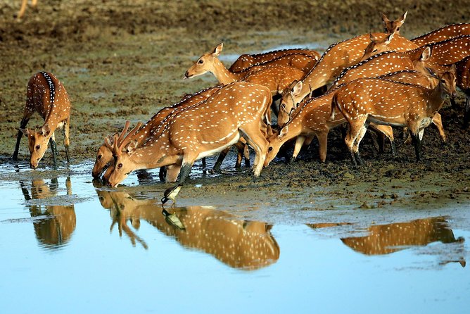 Half Day Safari at Yala National Park With Lunch - Accessibility Notes