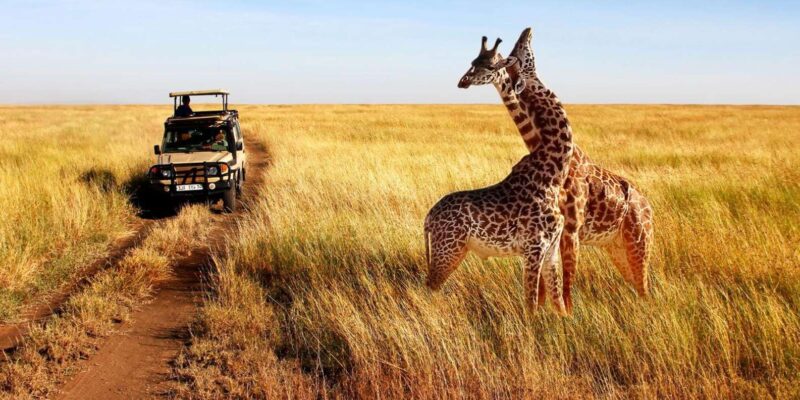 Half Day Safari From Durban - Overview of Safari Experience