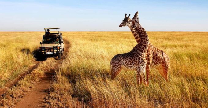 Half Day Safari From Durban - Itinerary and Duration