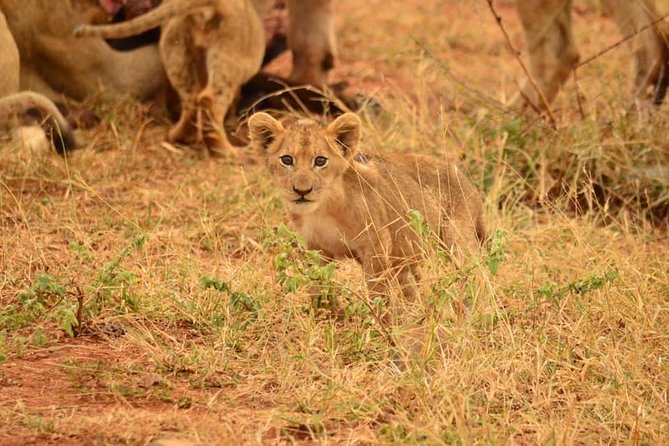 Half Day Safari From Johannesburg - Safari Transportation and Pick-up
