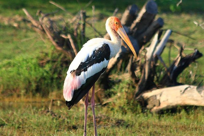 Half Day Safari in Bundala National Park From Hambantota Harbor - Good To Know