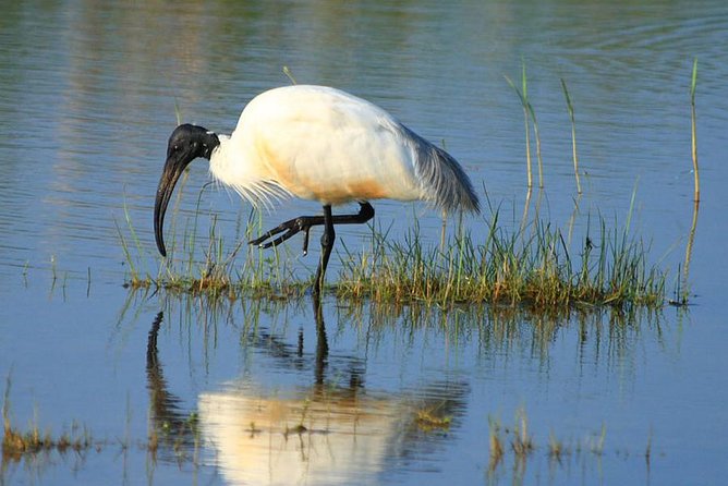 Half Day Safari in Bundala National Park From Hambantota Harbor - Meeting and Pickup Details