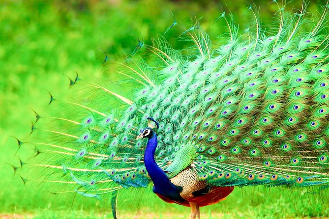 Half Day Safari in Bundala National Park From Hambantota Harbor - Tour Participation Requirements