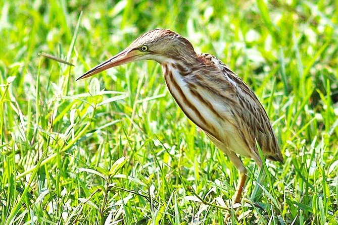 Half Day Safari in Bundala National Park From Hambantota Harbor - Booking Information