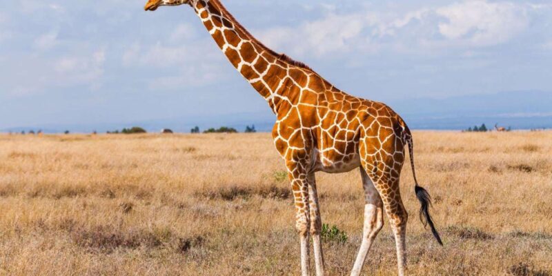 Half Day Safari Tala Game Reserve & Phezulu - Groups Only - Booking and Reservations
