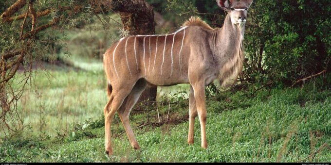 Half Day Safari Tala Game Reserve & Phezulu - Groups Only - Itinerary and Duration