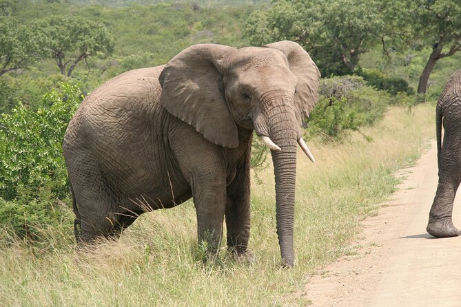 Half Day Safari Tour From Durban - Overview of the Safari Tour