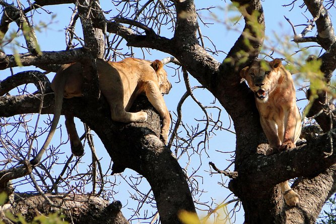Half Day Safari Tour From Durban - Pickup and Drop-off Locations