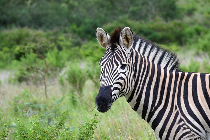 Half Day Safari Tour From Durban - Additional Tour Information