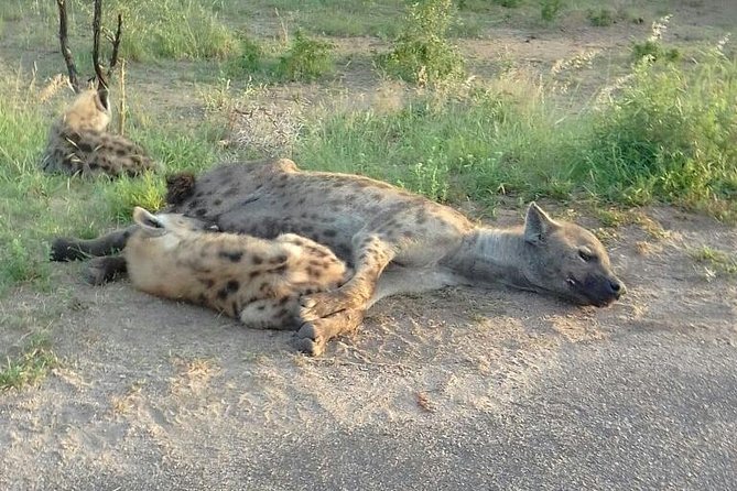 Half Day Safari Tour From Johannesburg - Ranger Guide Insights