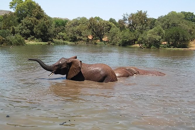 Half Day Safari Tour From Johannesburg - Pickup and Logistics