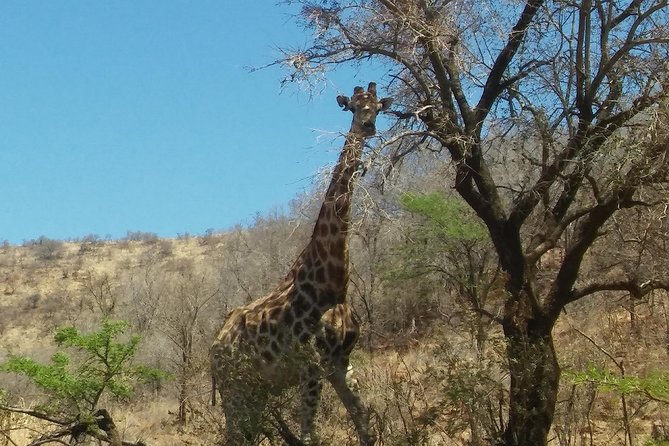 Half Day Safari Tour From Johannesburg - Inclusions and Pricing
