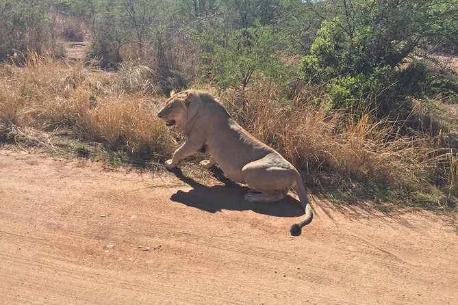 Half Day Safari Tour From Johannesburg - Accessibility and Dietary Needs
