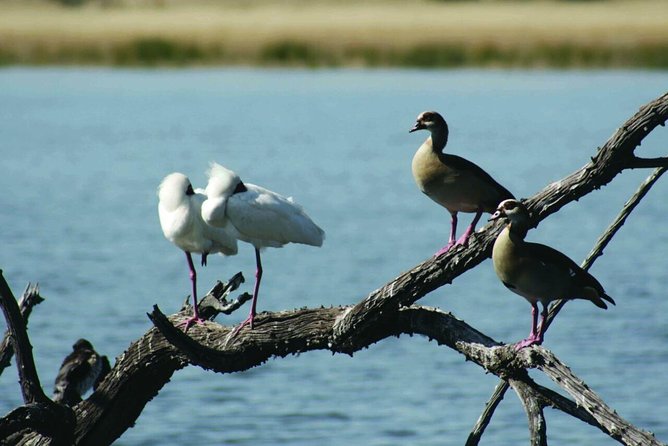 Half Day Safari Tour From Johannesburg - Tour Experience Considerations