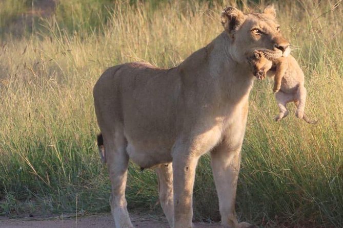 Half Day Safaris By Robbie Williams Safaris - Participation Guidelines and Considerations