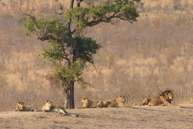 Half Day Safaris By Robbie Williams Safaris - Knowledgeable Guides and Expertise