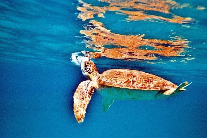 Half Day Sail and Snorkel With the Turtles - Tour Overview and Details