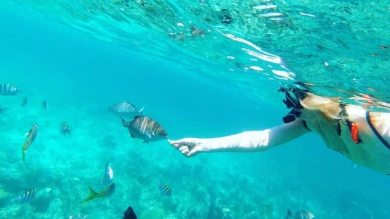 Half Day Sail and Snorkeling - Key Points