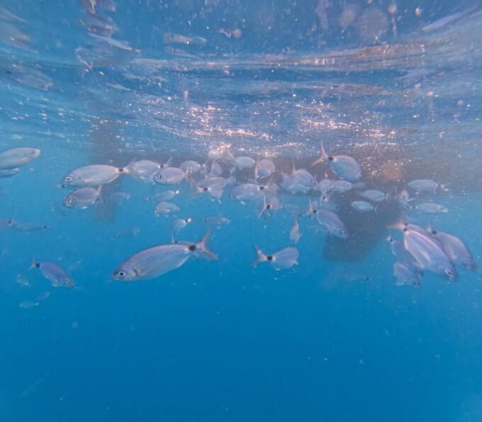 Half Day Sailing Experience In Pula - Frequently Asked Questions