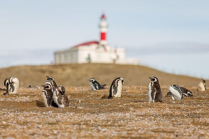 Half Day Sailing Magdlena Island Penguin Colony P.Arenas October to March Only - Key Points