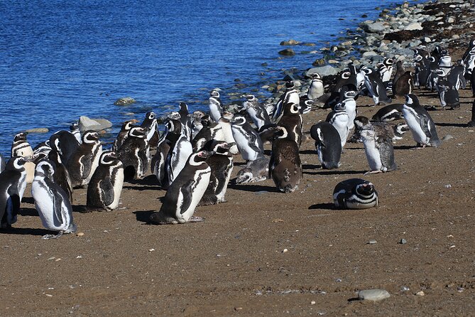 Half Day Sailing Magdlena Island Penguin Colony P.Arenas October to March Only - Cancellation and Refund Policy