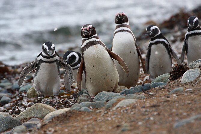 Half Day Sailing Magdlena Island Penguin Colony P.Arenas October to March Only - Penguin Colony Highlights
