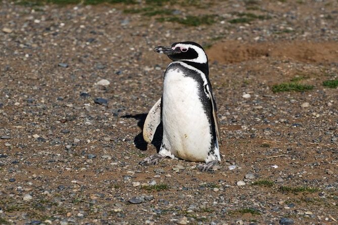 Half Day Sailing Magdlena Island Penguin Colony P.Arenas October to March Only - Departure Times and Schedules