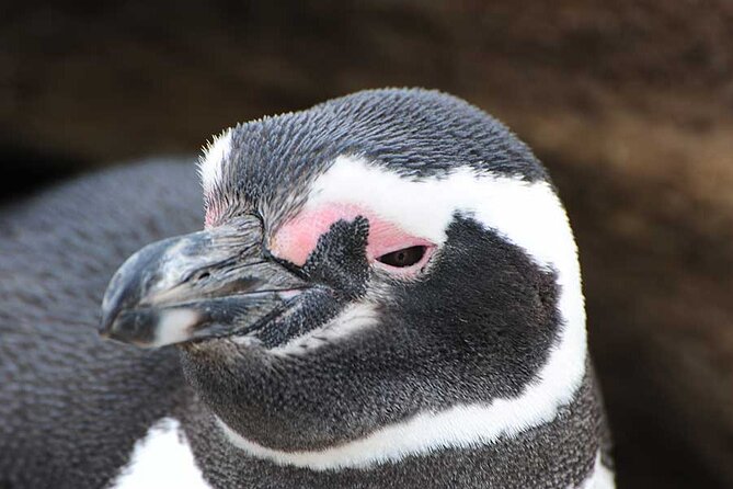 Half Day Sailing Magdlena Island Penguin Colony P.Arenas October to March Only - Tour Accessibility and Transport