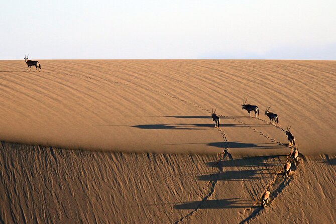 Half-Day Sandwich Harbour Tour From Walvis Bay With Lunch - Lunch and Refreshments