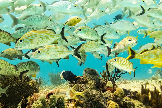 Half-Day Scuba Diving in Playa Del Carmen for Small-Group - Meeting and End Points