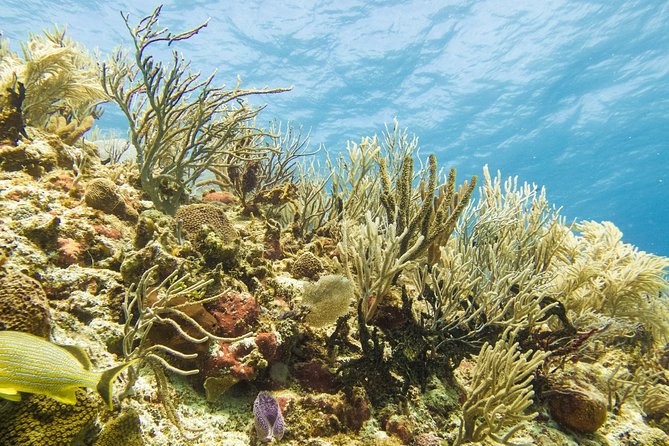 Half-Day Scuba Diving in Playa Del Carmen for Small-Group - Health and Accessibility
