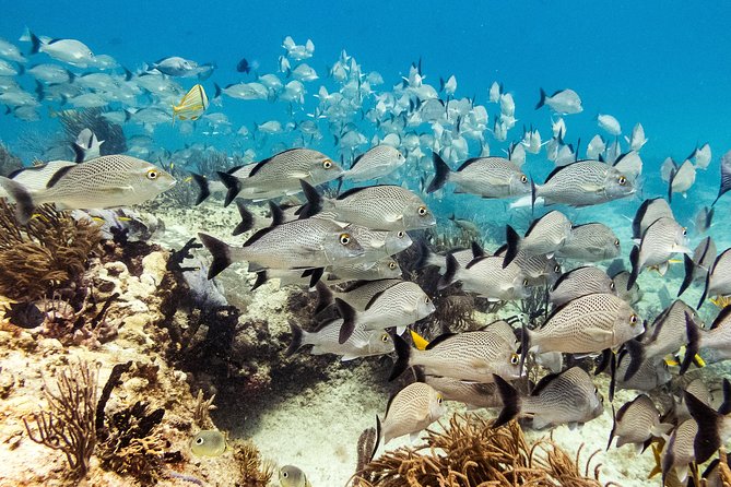 Half-Day Scuba Diving in Playa Del Carmen for Small-Group - Reviews and Ratings