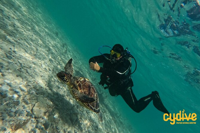 Half-Day Scuba Diving Tour - Discover Scuba Diving! - Scuba Diving Basics Covered
