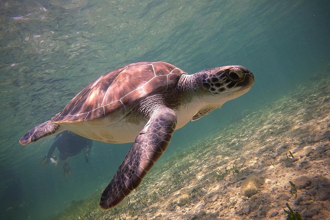 Half-Day Scuba Diving Tour - Discover Scuba Diving! - First Open-Water Dive Experience