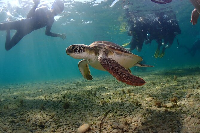 Half-Day Scuba Diving Tour - Discover Scuba Diving! - Ancient Artifacts Exploration