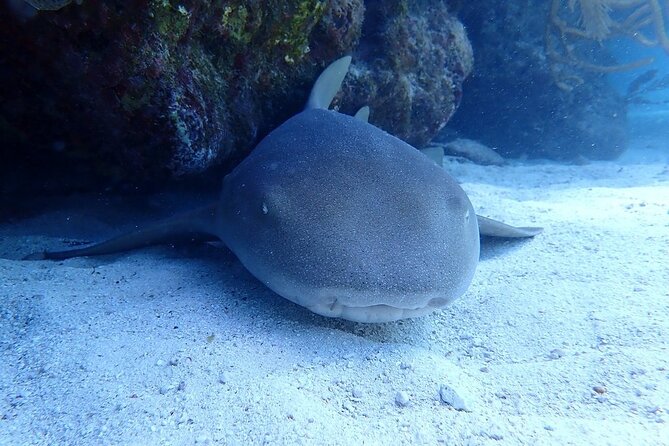 Half Day Scuba Diving Trip in the Florida Keys - Certification and Requirements