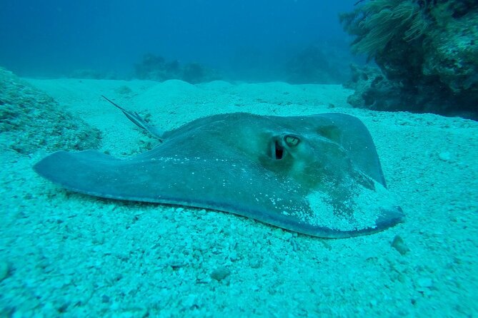 Half Day Scuba Diving Trip in the Florida Keys - Safety Considerations