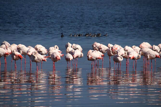 Half-Day Seal Kayak Adventure at Pelican Point in Walvis Bay - Local Wildlife Sightings