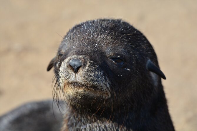 Half-Day Seal Kayak Adventure at Pelican Point in Walvis Bay - Additional Information for Travelers